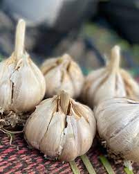 SciELO - Brazil - Novel NARC-G1 garlic: comparative allicin